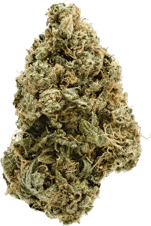 indica