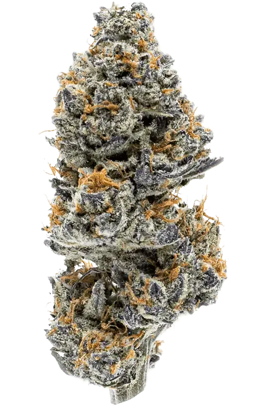 sativa